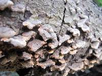 Trametes versicolor image