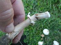 Chlorophyllum molybdites image