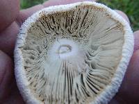 Chlorophyllum molybdites image