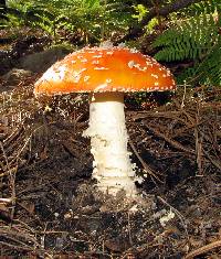 Amanita muscaria image