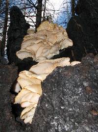 Pleurotus ostreatus image