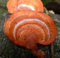 Pycnoporus cinnabarinus image