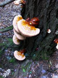 Ganoderma tsugae image