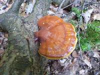 Ganoderma tsugae image