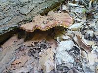 Ganoderma tsugae image