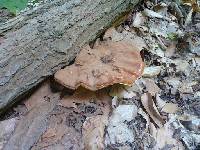 Ganoderma tsugae image