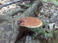 Ganoderma tsugae image