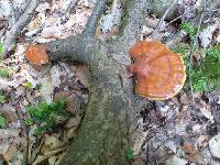 Ganoderma tsugae image