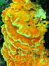 Laetiporus sulphureus image