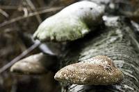 Fomitopsis betulina image