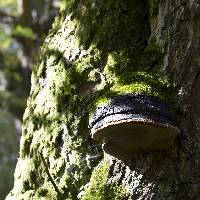 Image of Fomes fomentarius