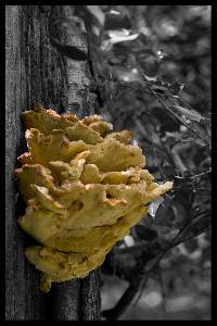 Laetiporus sulphureus image