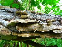 Trametes versicolor image