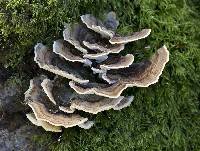 Trametes versicolor image