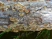 Trametes versicolor image