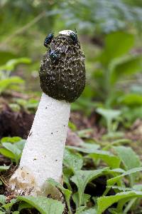 Phallus impudicus var. impudicus image