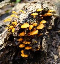 Favolaschia calocera image