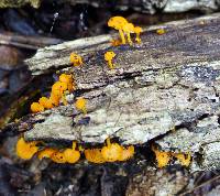 Favolaschia calocera image