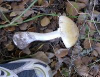 Amanita phalloides image