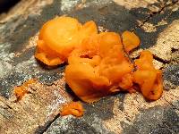 Tremella mesenterica image