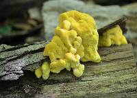 Laetiporus sulphureus image