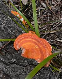 Pycnoporus cinnabarinus image