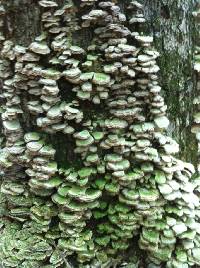 Trametes versicolor image