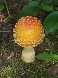 Amanita muscaria image