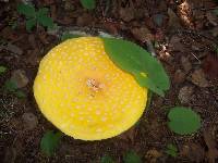 Amanita muscaria image