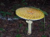 Amanita muscaria image