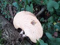 Polyporus squamosus image