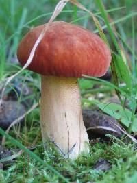 Boletus subvelutipes image