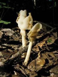 Helvella elastica image