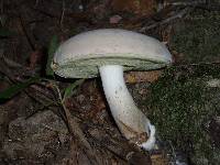 Boletus pallidus image