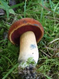 Boletus subvelutipes image