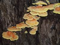 Laetiporus sulphureus image