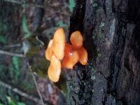 Mycena leaiana image