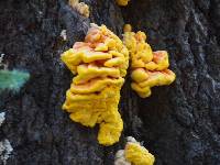 Laetiporus conifericola image