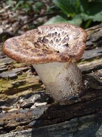 Polyporus squamosus image