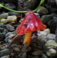 Hygrocybe conica image