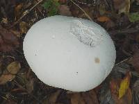 Calvatia gigantea image