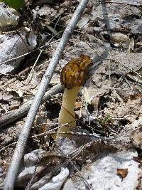 Morchella punctipes image