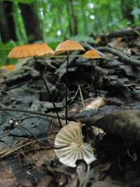 Marasmius siccus image