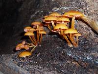 Mycena leaiana image