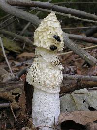 Image of Phallus duplicatus