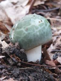 Russula virescens image