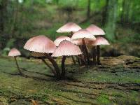 Mycena haematopus image