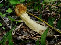 Morchella punctipes image