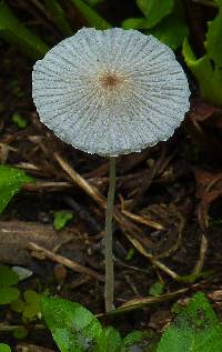 Parasola plicatilis image