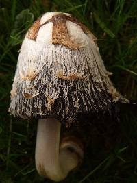 Coprinus comatus image